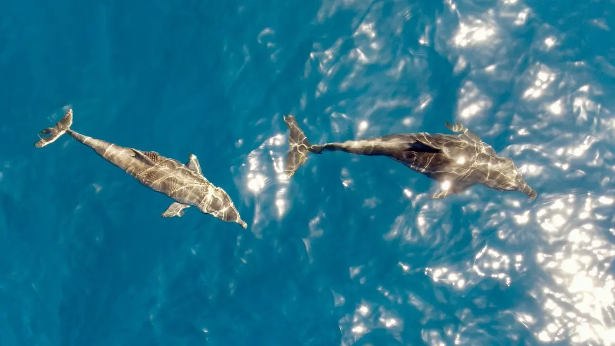 Dos delfines nadan en una bahía turquesa de Gran Canaria, vistos desde arriba